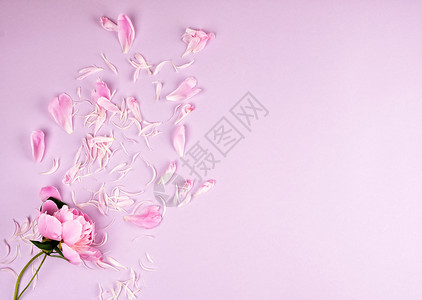 粉红小马花和分散在粉红背景抽象喜庆上的花瓣图片