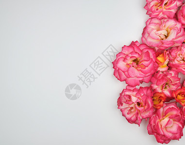 白色背景的粉红玫瑰开花芽复制空间图片
