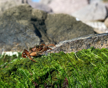 大海螃蟹在夏季日坐一块绿藻的岩石上图片