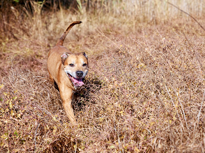 美国红斗牛在大自然上行走狗伸出舌头在干草中游乐图片