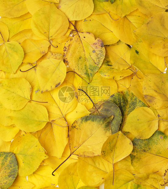 许多黄色干杏树叶全框秋季背景复制空间