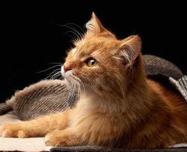 成年红猫躺在羊毛毯上黑暗背景动物看远图片