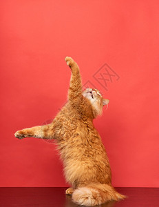 成年红猫跳起来拉爪子在红色背景上快乐的宠物背景图片