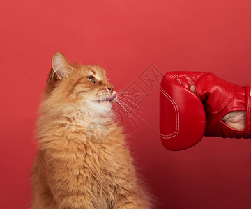 成年红猫用色拳击手套打斗红猫的色背景很有趣图片