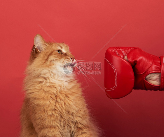 成年红猫用色拳击手套打斗红猫的色背景很有趣图片