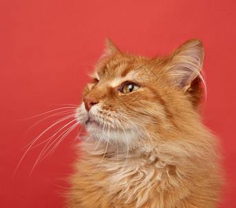 红色背景的成年姜青毛小猫肖像关闭图片