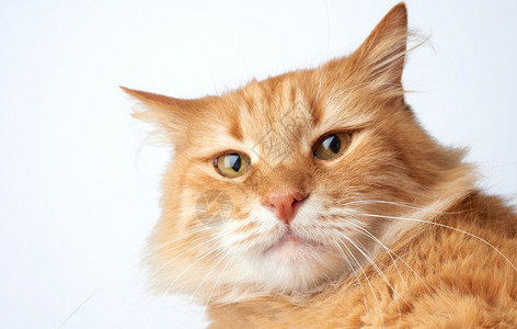 一只滑稽的红猫脸带着悲伤的情绪在白色背景上关闭图片