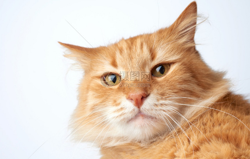 一只滑稽的红猫脸带着悲伤的情绪在白色背景上关闭