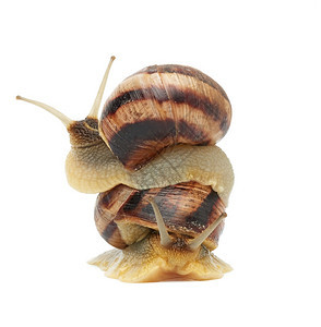 两只棕蜗牛在白色背景上被隔离软体动物坐在另一只软体动物身上图片