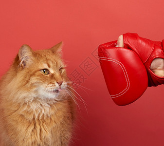 成年红猫用色拳击手套打架图片