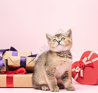 小猫苏格兰金鸡肉纯种坐在粉红背景和盒子上有礼物喜庆背景图片