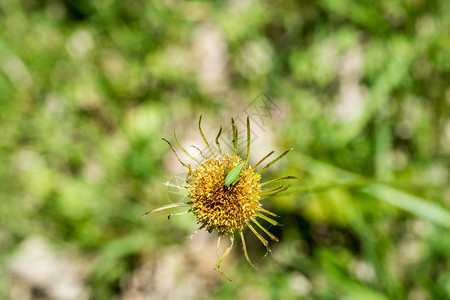 一只昆虫坐在花瓣上的照片图片