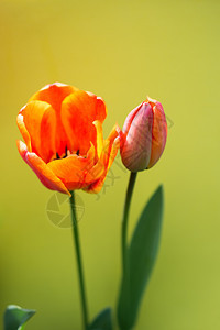 色彩多的郁金香花朵开背景多彩图片