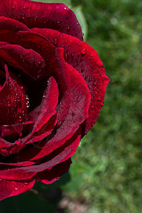 近视中新一朵多彩的玫瑰图片
