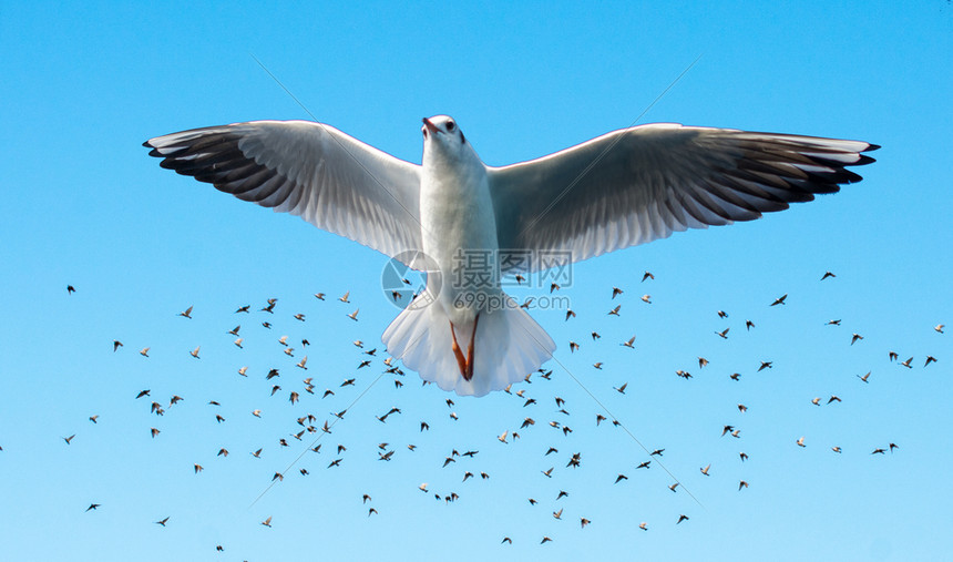 海鸥在蓝天鸟群前飞翔