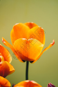 色彩多的郁金香花朵开背景多彩图片