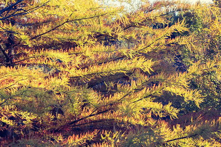 美丽的干叶作为秋天背景纹理十月高清图片素材