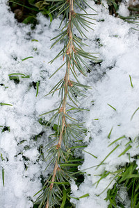 寒冷的冬在一棵小绿树上下雪图片