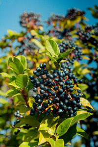 树上蓝莓在树中发现的野果在自然树上背景