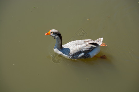 在池塘边的野鸭图片