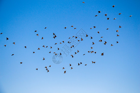 鸟群在天空中飞翔背景图片