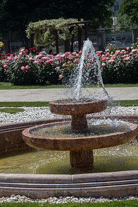 玫瑰园喷泉的水涌出图片