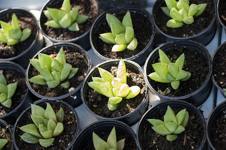 在一个小锅子里的鲜花仙人掌植物图片