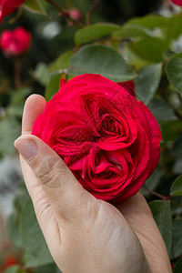 玫瑰花骨朵手握着多彩的玫瑰花朵背景