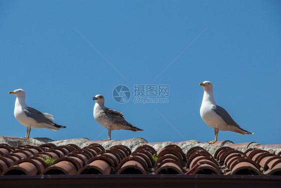 海鸥坐在屋顶上图片