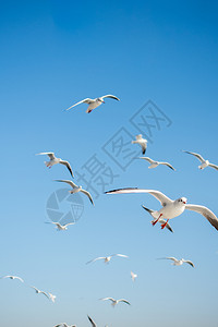 海鸟海鸥在天空背景中飞翔背景