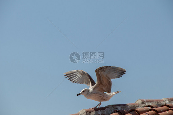 单海鸥就坐在屋顶上图片