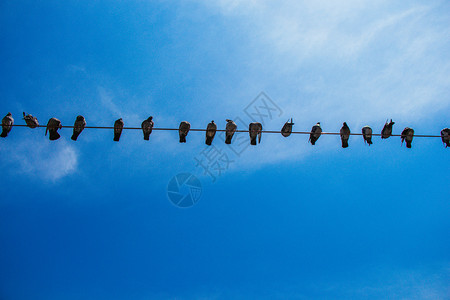 有蓝天背景的鸽子鸟在丝线上笼罩着蓝天背景的鸽子鸟高清图片