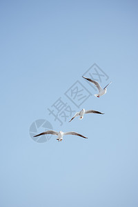 飞翔鸟海鸥作为背景在天空中飞翔背景