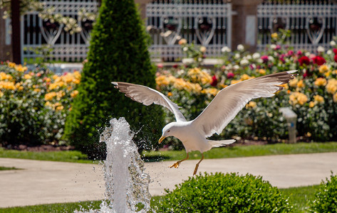 海鸥在玫瑰园的喷泉边图片