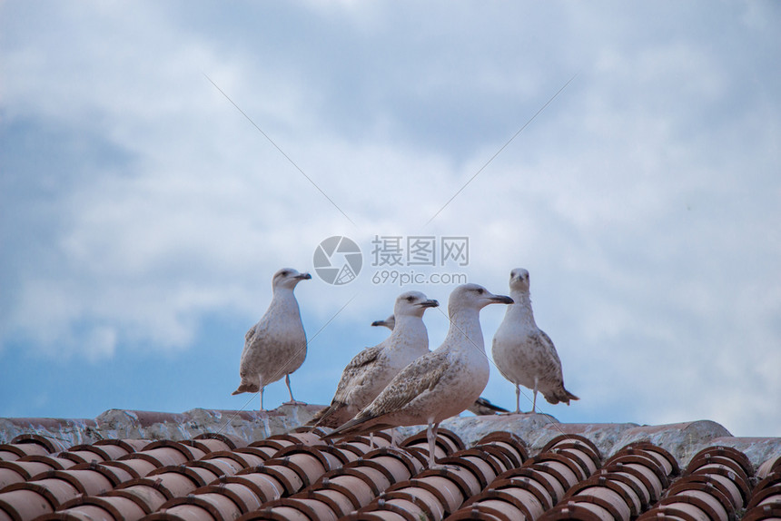 单海鸥就坐在屋顶上图片