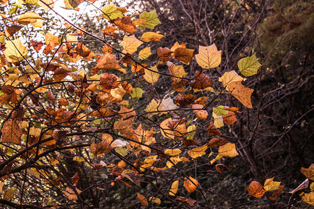 美丽的干叶作为秋天背景纹理森林高清图片素材