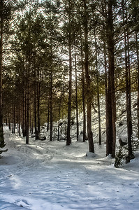 冬季森林大面积雪的冬季森林图片
