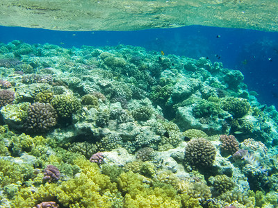 水下珊瑚礁及其居民珊瑚礁及其居民图片