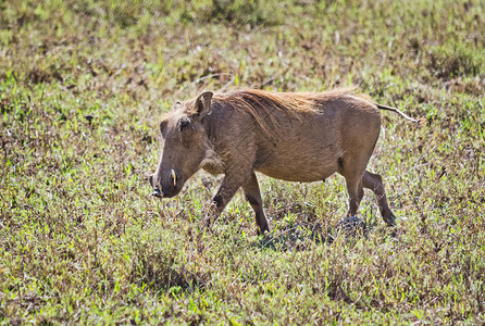 非洲野猪稀树草原动物非洲稀树草原动物图片
