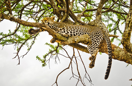 非洲热带草原上自然栖息地的一棵树上豹子捕猫家的掠食者背景图片
