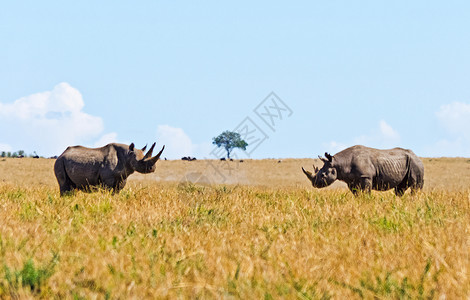 非洲稀树草原上的两只犀牛图片