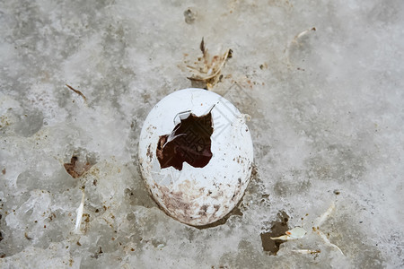 南极冰上企鹅的蛋自然中水禽企鹅冰上蛋图片