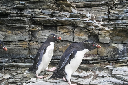 南极洲的企鹅水禽的自然质图片