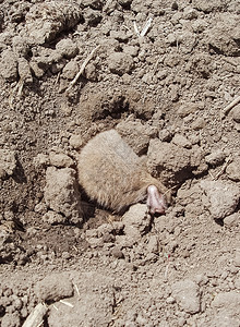 普通的鼠地下农业地下害虫图片