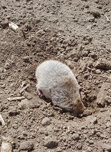 普通的鼠地下农业地下害虫图片