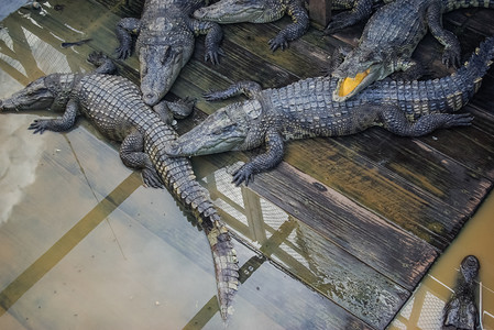 鳄鱼农场里的鳄鱼食肉爬行动物鳄鱼鳄鱼农场里的鳄鱼图片