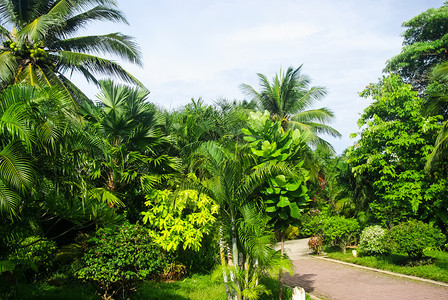 在棕榈树的园圃中在曼谷的园圃中图片
