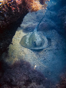 黄貂鱼在海底黄貂鱼躺在海底的沙子上海底的质水下动植物黄貂鱼在海底黄貂鱼躺在海底的沙子上图片