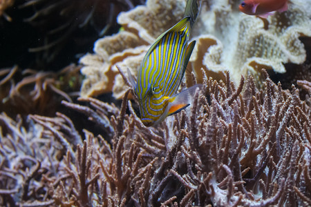 美丽的鱼在珊瑚礁中游美丽的鱼在珊瑚礁中游图片