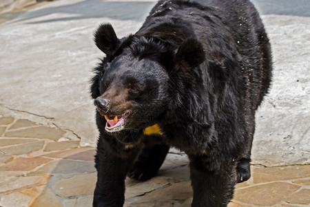 喜马拉雅黑熊棕熊的近亲喜马拉雅黑熊棕熊的近亲喜马拉雅黑熊棕熊的近亲图片